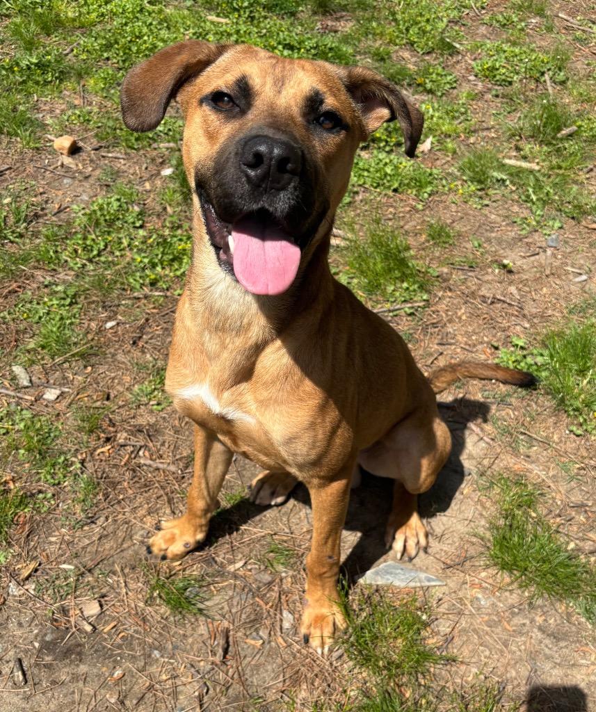 Enlarge Nico, a Adoptable mixed breed in Little Rock, AR image 1/6