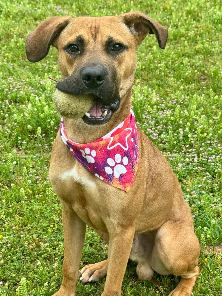 Enlarge Nico, a Adoptable mixed breed in Little Rock, AR image 2/6
