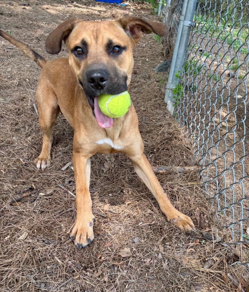 Enlarge Nico, a Adoptable mixed breed in Little Rock, AR image 3/6