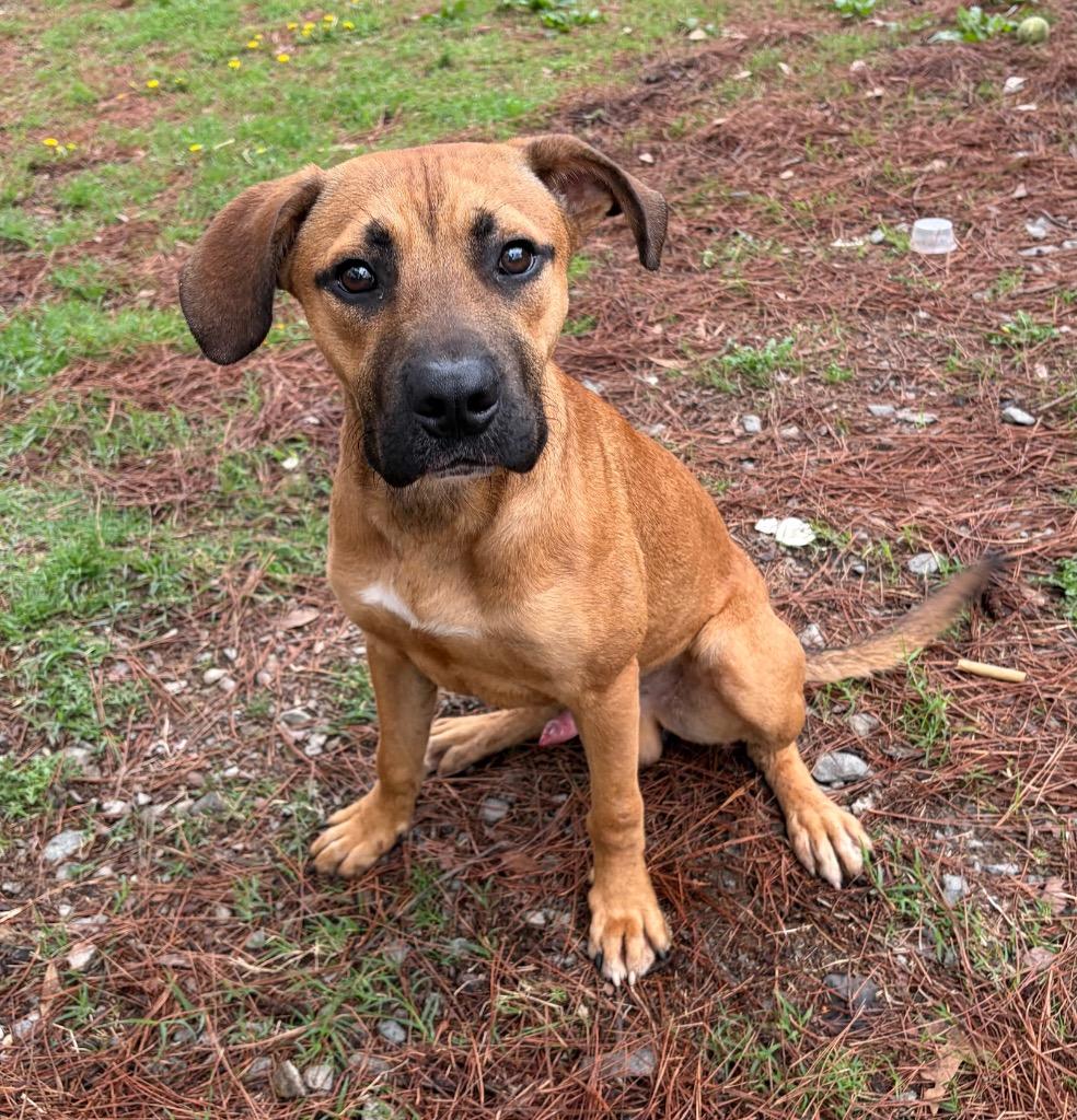 Enlarge Nico, a Adoptable mixed breed in Little Rock, AR image 1/3