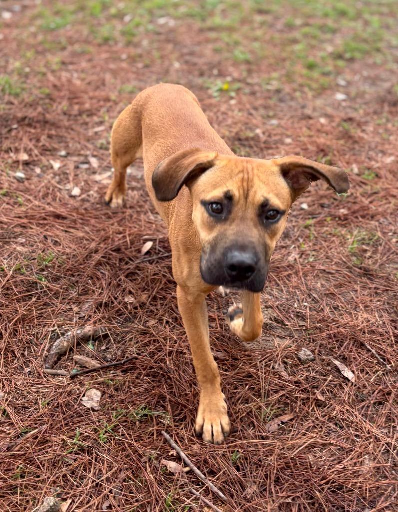 Enlarge Nico, a Adoptable mixed breed in Little Rock, AR image 2/3