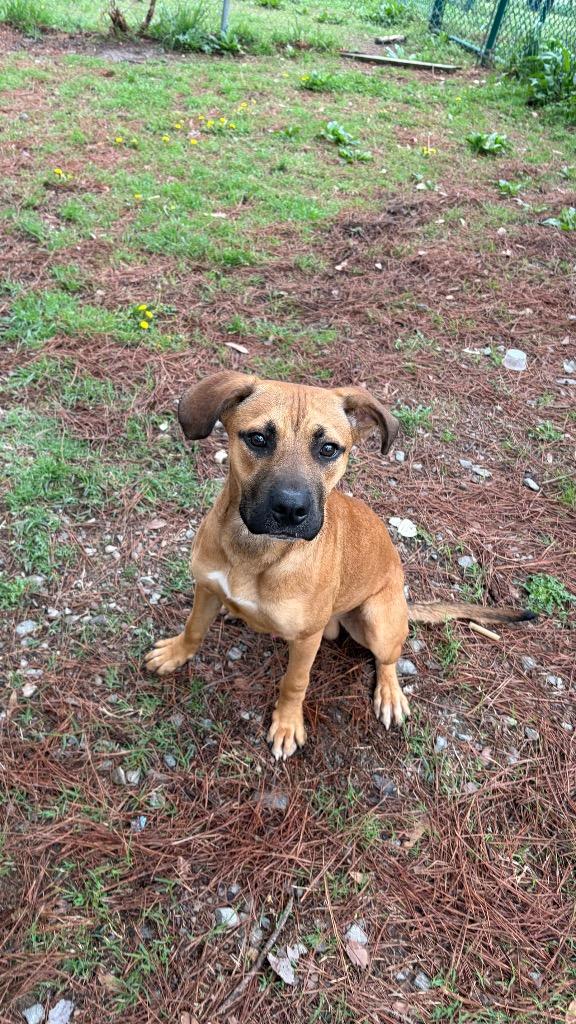 Enlarge Nico, a Adoptable mixed breed in Little Rock, AR image 3/3