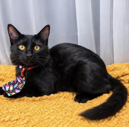 Enlarge Jack, a Adoptable mixed breed in Jackson, MI image 2/5