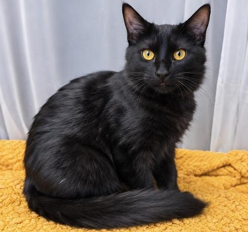 Enlarge Jack, a Adoptable mixed breed in Jackson, MI image 3/5