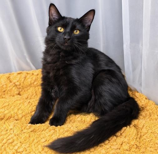 Enlarge Jack, a Adoptable mixed breed in Jackson, MI image 5/5