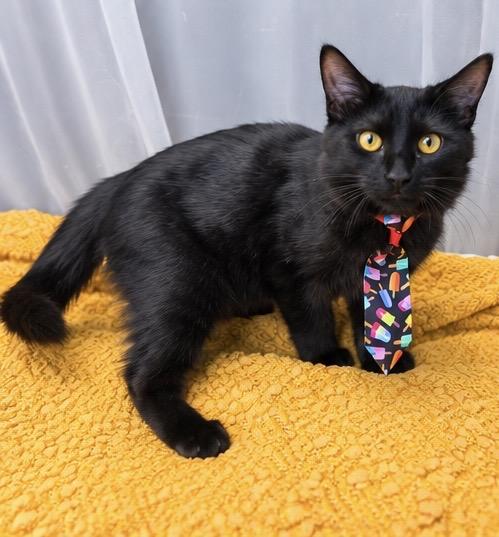 Enlarge Jack, a Adoptable mixed breed in Jackson, MI image 4/5