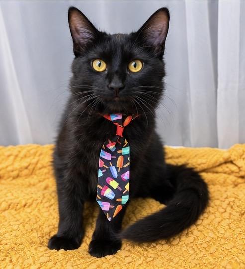 Enlarge Jack, a Adoptable mixed breed in Jackson, MI image 1/5