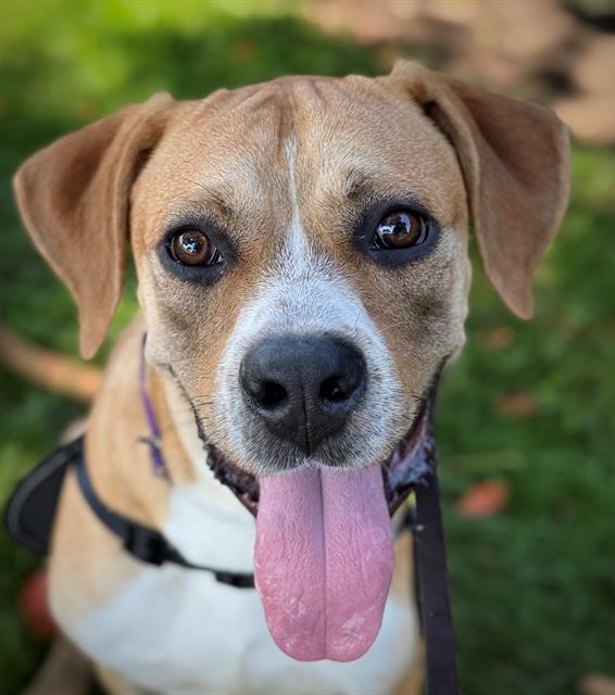 Enlarge GOOZ, a Adoptable mixed breed in Lodi, CA image 1/1