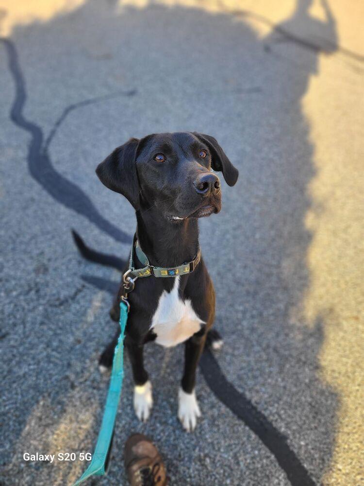 Teague - 24010, Adoptable, Young Male Plott Hound & Hound.