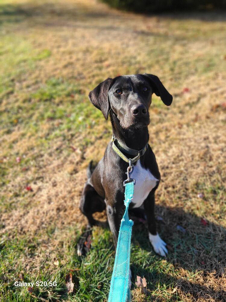 Enlarge Teague - 24010, a Adoptable mixed breed in Armonk, NY image 2/5