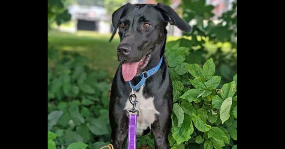 Teague - 24010, a Adoptable mixed breed in Armonk, NY image 2/4