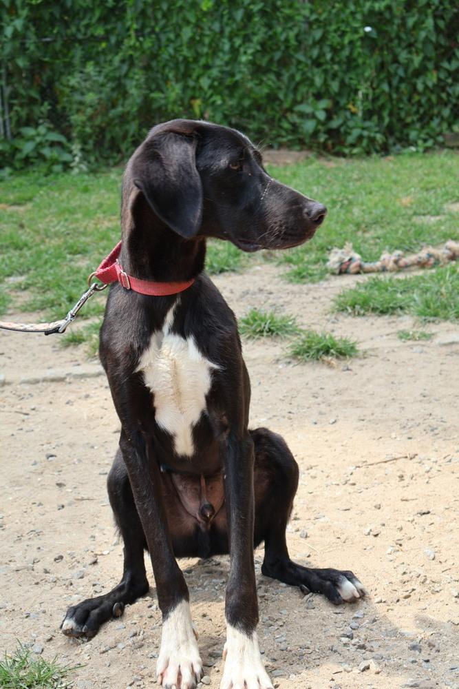 Enlarge Teague - 24010, a Adoptable mixed breed in Armonk, NY image 3/5