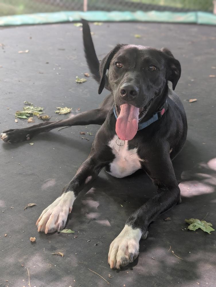 Teague - 24010, a Adoptable mixed breed in Armonk, NY image 4/4