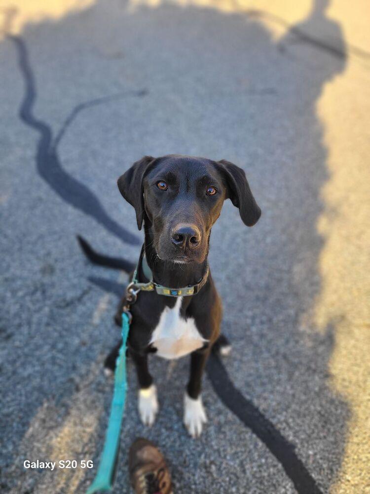 Enlarge Teague - 24010, a Adoptable mixed breed in Armonk, NY image 4/5