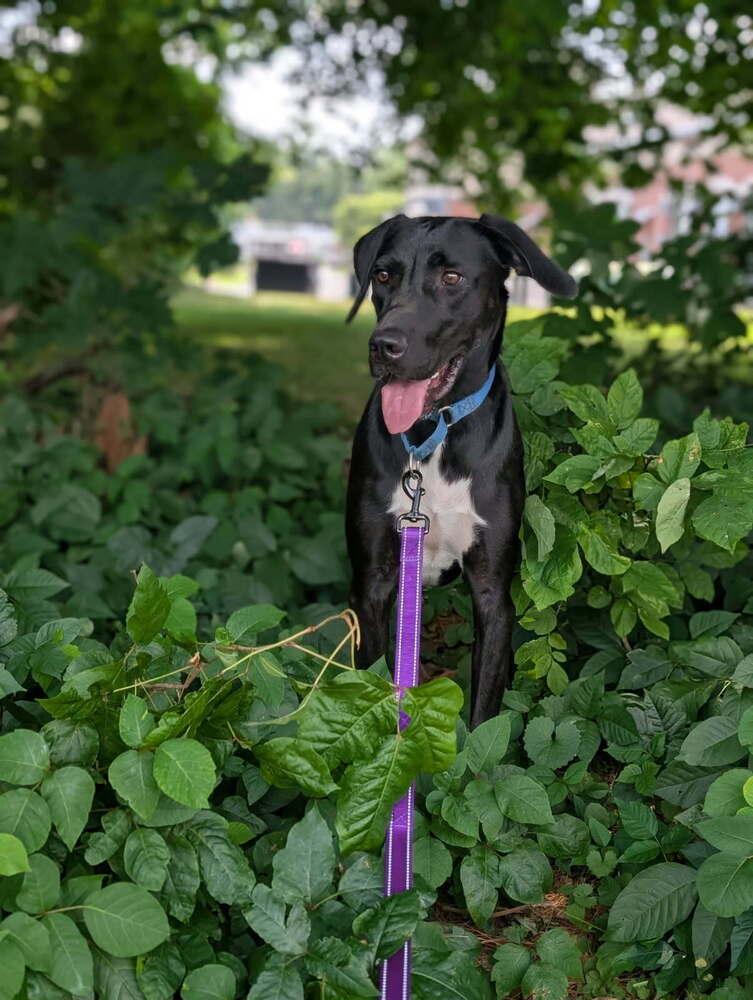 Enlarge Teague - 24010, a Adoptable mixed breed in Armonk, NY image 5/5