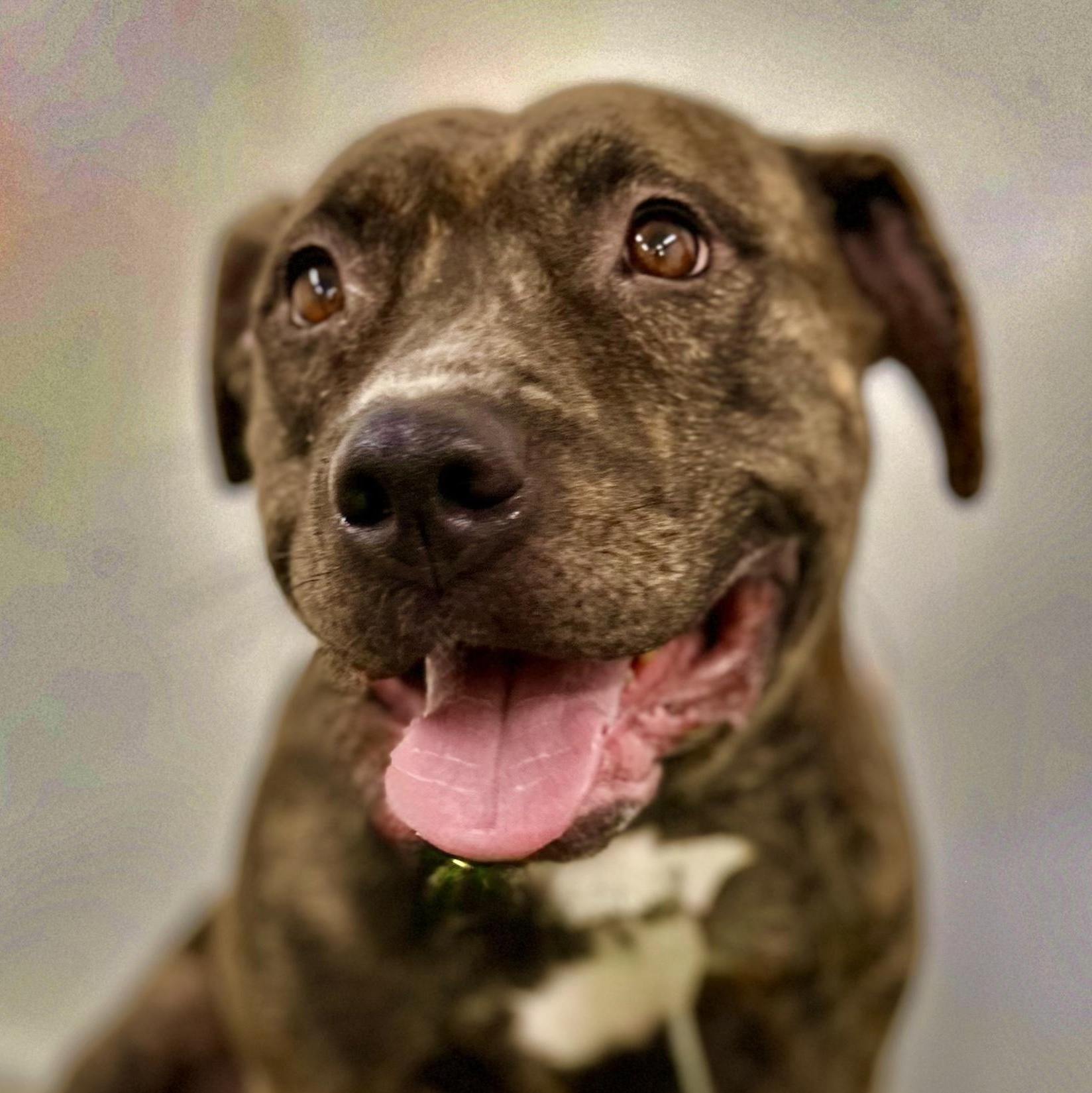 Juliet (contact Rachel), a Adoptable mixed breed in Sherman Oaks, CA image 3/5