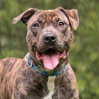 Juliet (contact Rachel), a Adoptable mixed breed in Sherman Oaks, CA image 1/5
