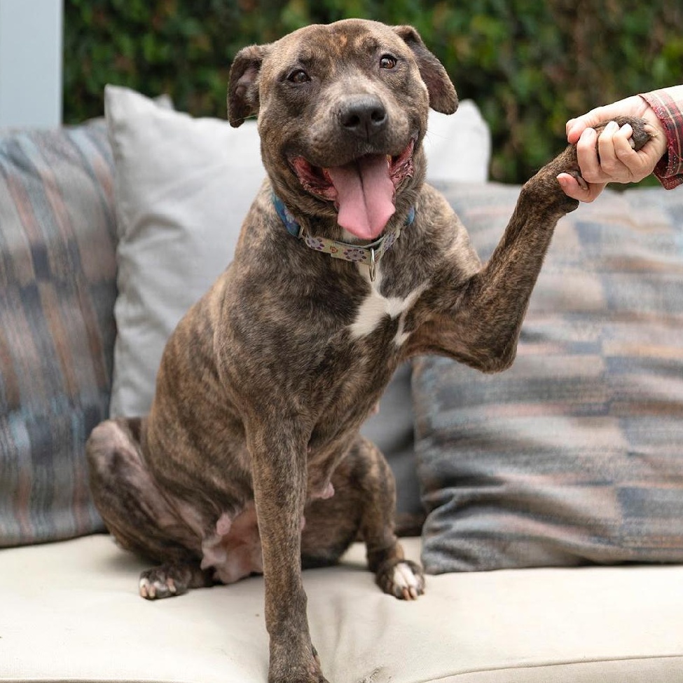 Juliet (contact Rachel), a Adoptable mixed breed in Sherman Oaks, CA image 4/5