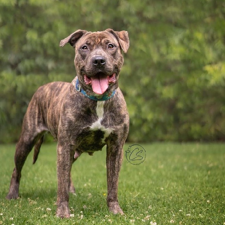 Juliet (contact Rachel), a Adoptable mixed breed in Sherman Oaks, CA image 2/5