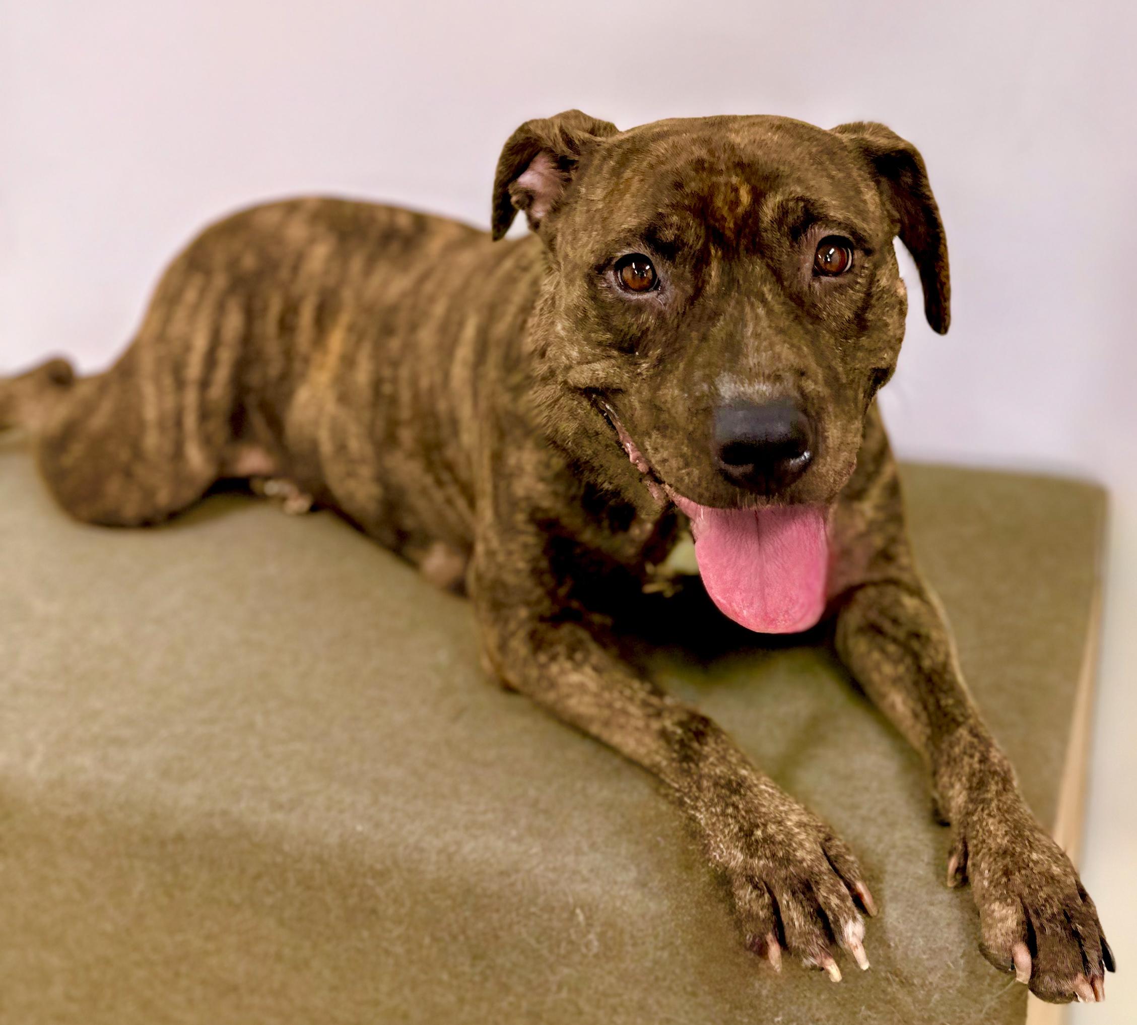 Juliet (contact Rachel), a Adoptable mixed breed in Sherman Oaks, CA image 5/5