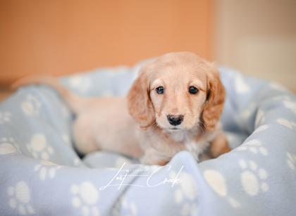 Brioche — thumbnail 2