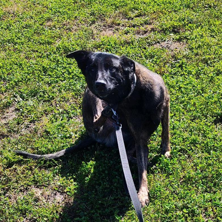 Bones (Ace), Adoptable, Adult Male Dutch Shepherd.