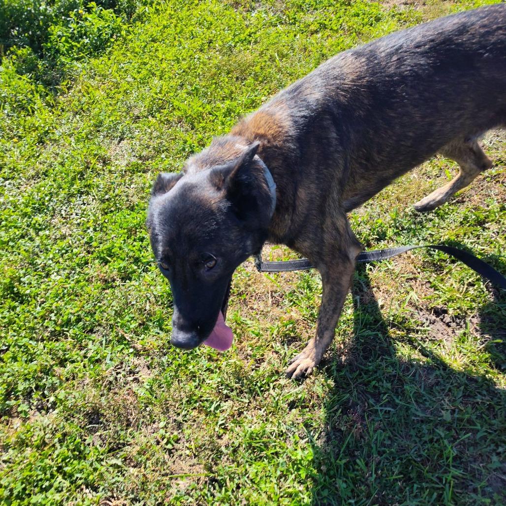 Enlarge Bones (Ace), a Adoptable Dutch Shepherd in Norfolk, NE image 2/6