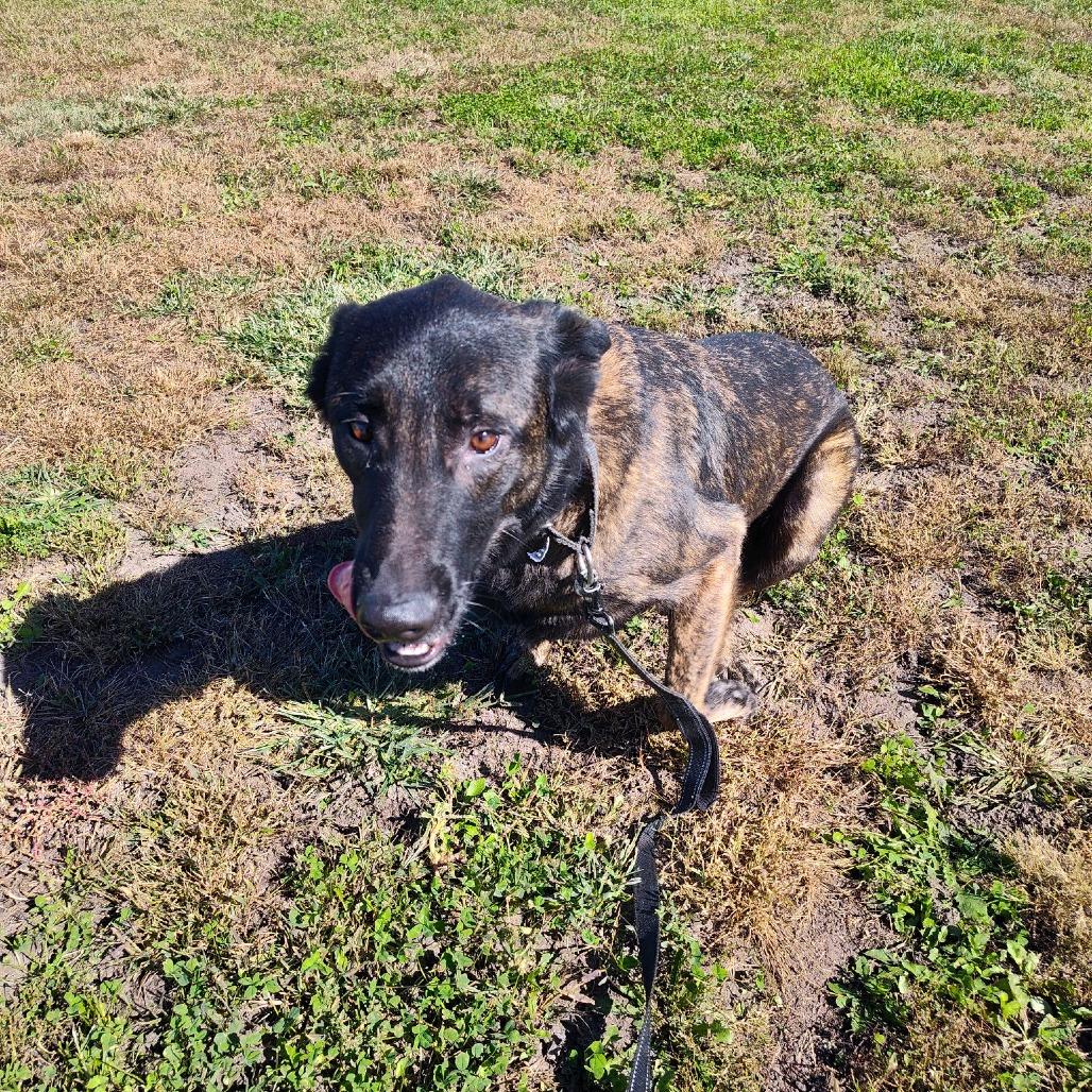 Enlarge Bones (Ace), a Adoptable Dutch Shepherd in Norfolk, NE image 3/6