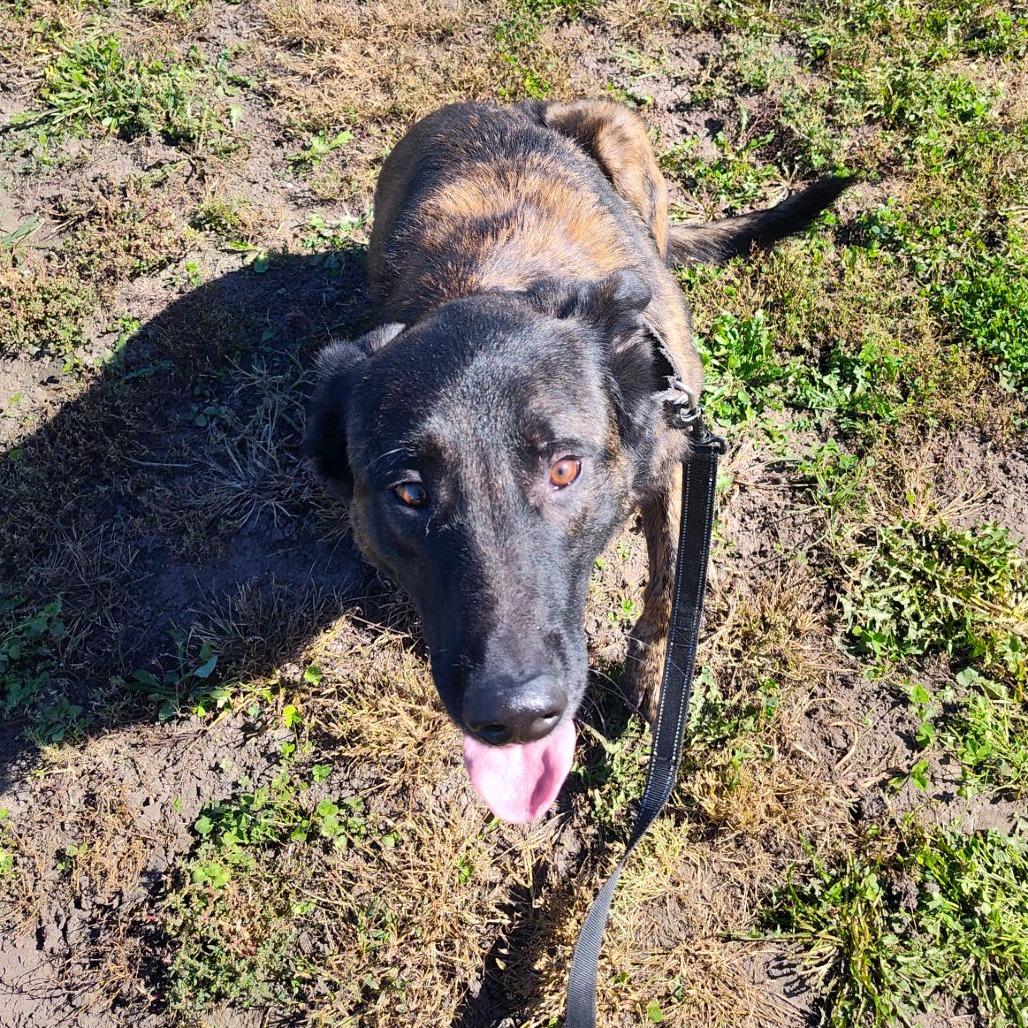 Enlarge Bones (Ace), a Adoptable Dutch Shepherd in Norfolk, NE image 4/6