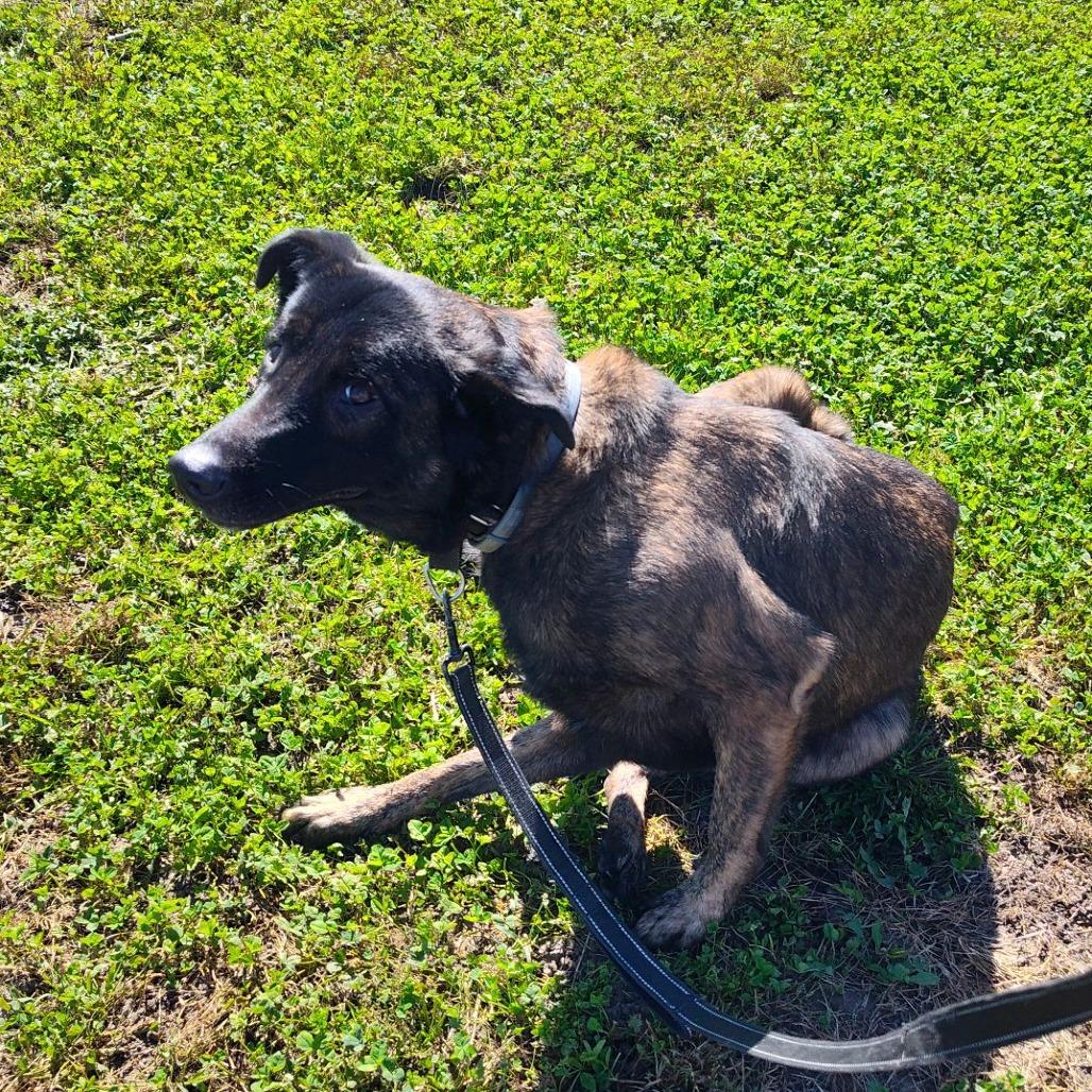 Enlarge Bones (Ace), a Adoptable Dutch Shepherd in Norfolk, NE image 5/6