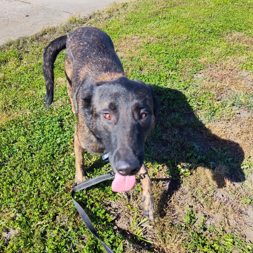 Enlarge Bones (Ace), a Adoptable Dutch Shepherd in Norfolk, NE image 6/6