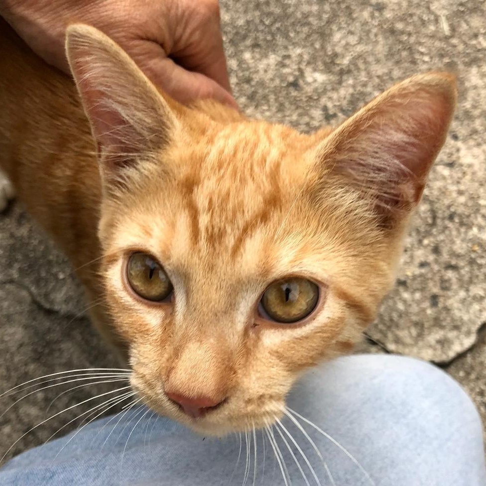Enlarge Sundance, a ADOPTABLE Domestic Short Hair in Gastonia, NC image 2/2