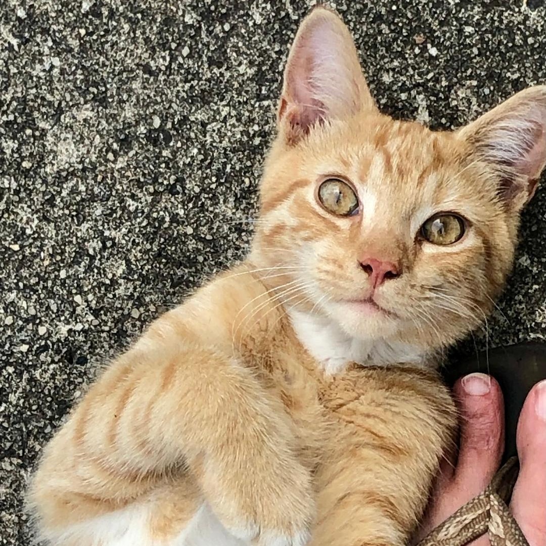 Sundance, ADOPTABLE, Kitten Male Domestic Short Hair.