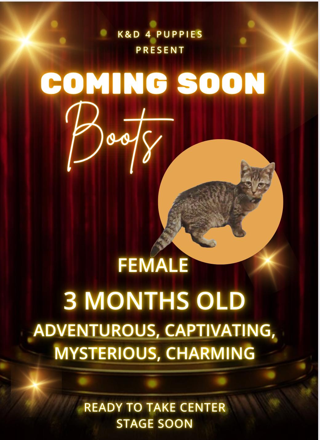 Boots, Adoptable, Kitten Female Tabby & Bengal.