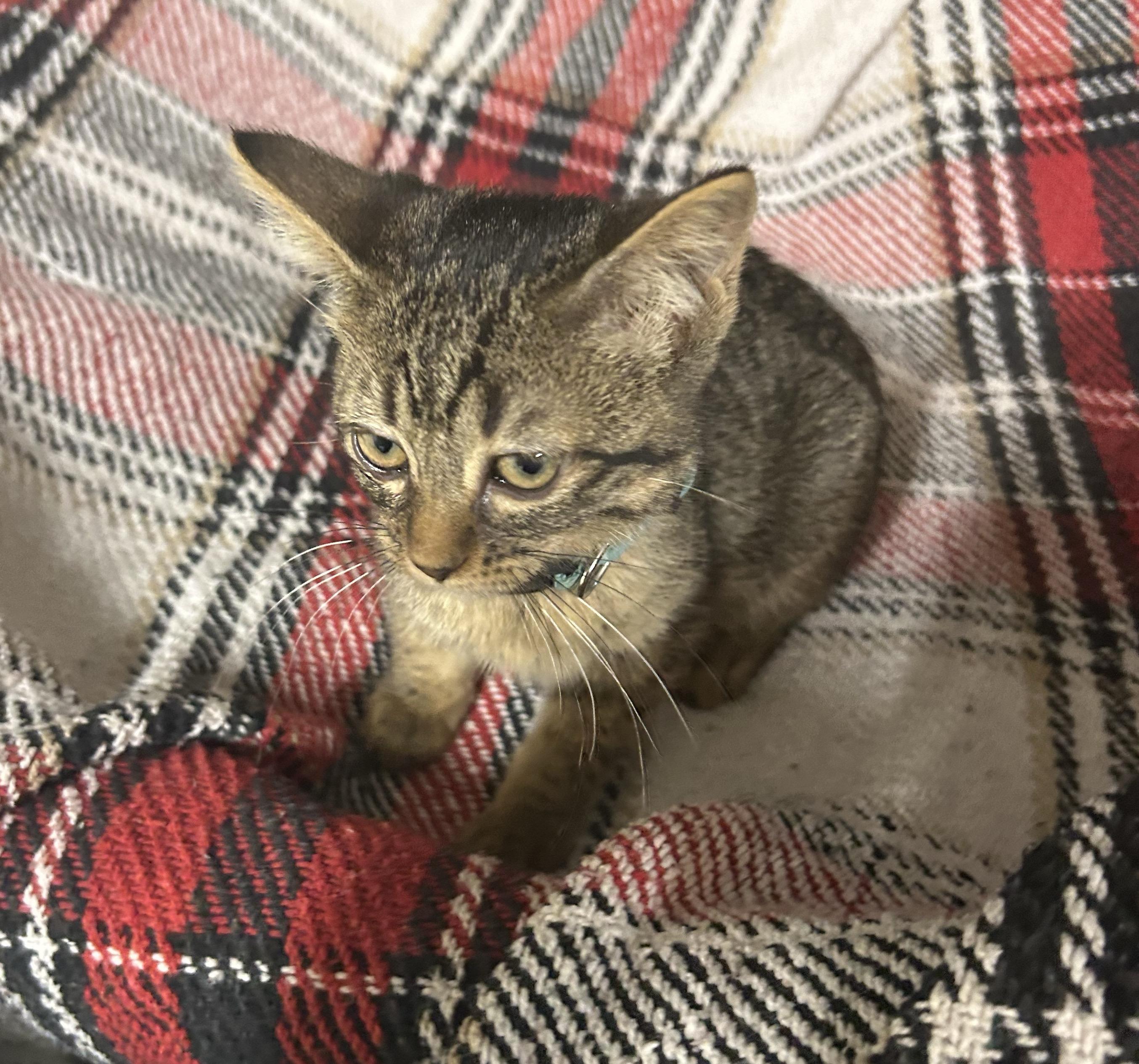 Boots, a Adoptable mixed breed in Clovis, NM image 2/2