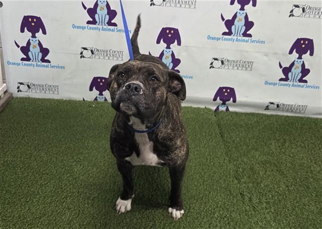 MISS RUBY, Adoptable, Adult Female Pit Bull Terrier.