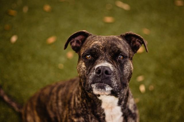 Enlarge MISS RUBY, a Adoptable Pit Bull Terrier in Orlando, FL image 1/1