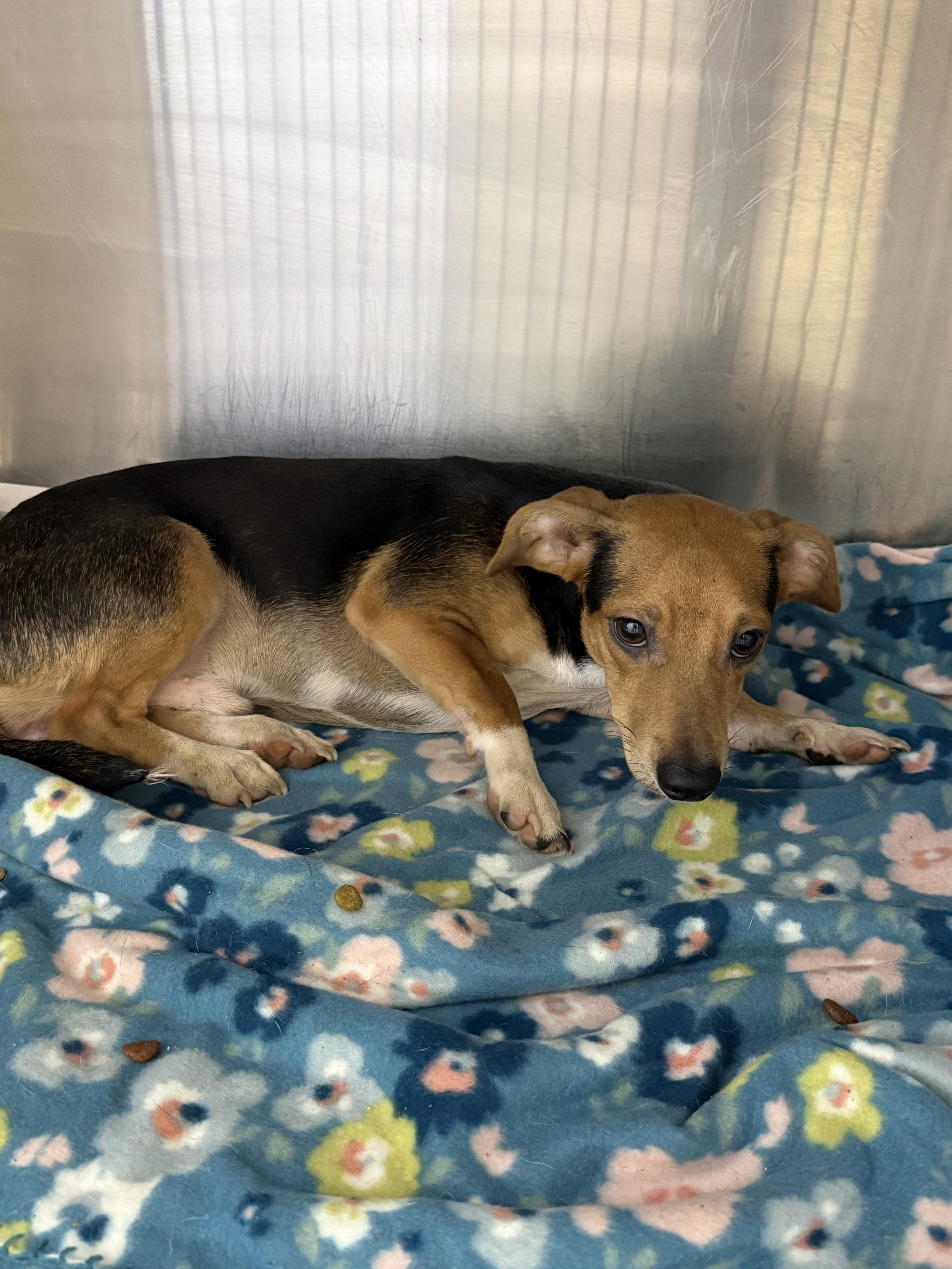 Enlarge Wild Man, a Adoptable mixed breed in Fayetteville, WV image 1/1