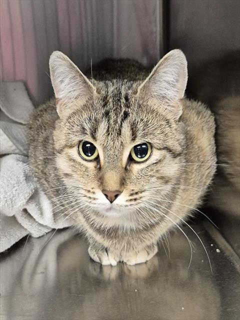 PAM, Adoptable, Young Female Domestic Short Hair.