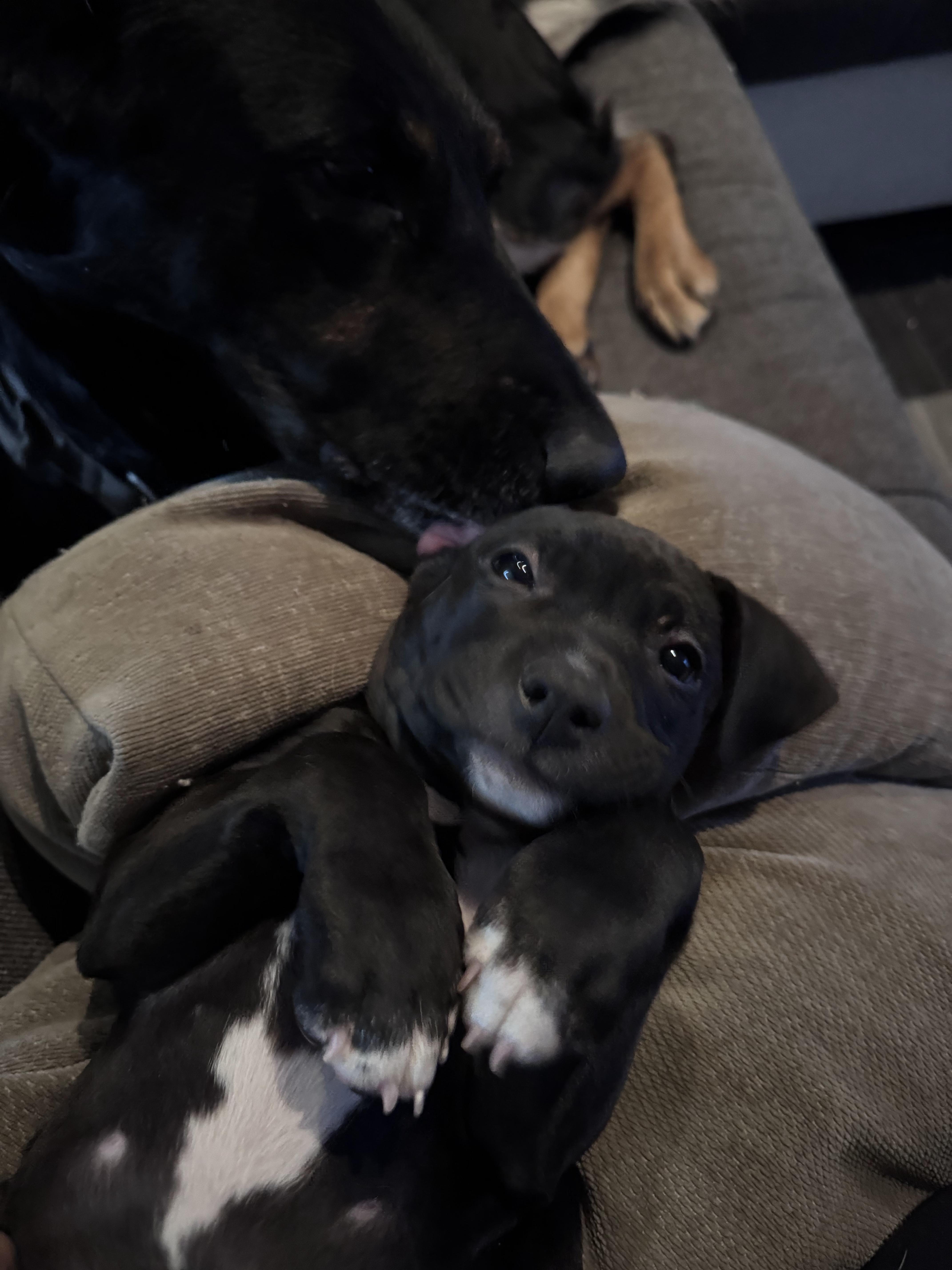 Enlarge Bubbles, a Adoptable mixed breed in Troy, MI image 2/6