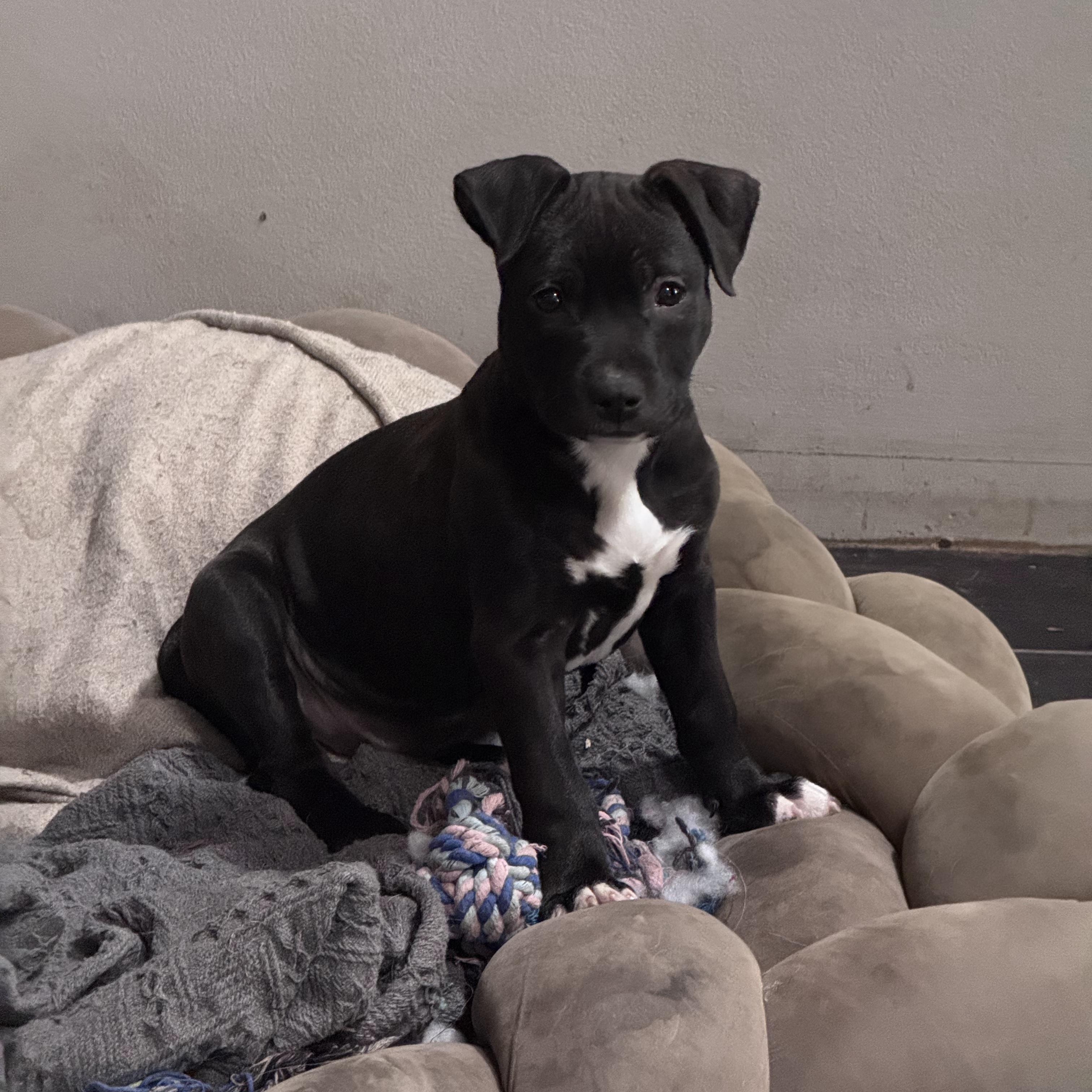 Bubbles, Adoptable, Puppy Female Pit Bull Terrier & American Staffordshire Terrier.