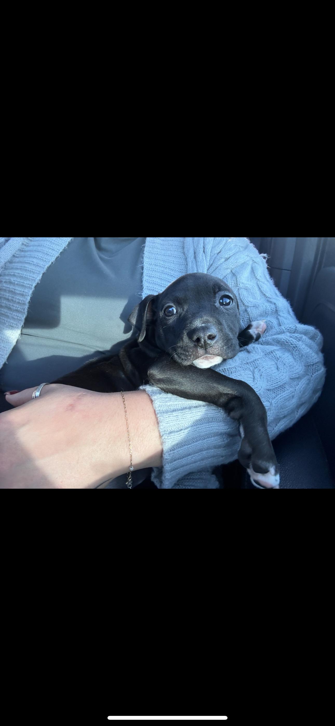 Enlarge Bubbles, a Adoptable mixed breed in Troy, MI image 3/6