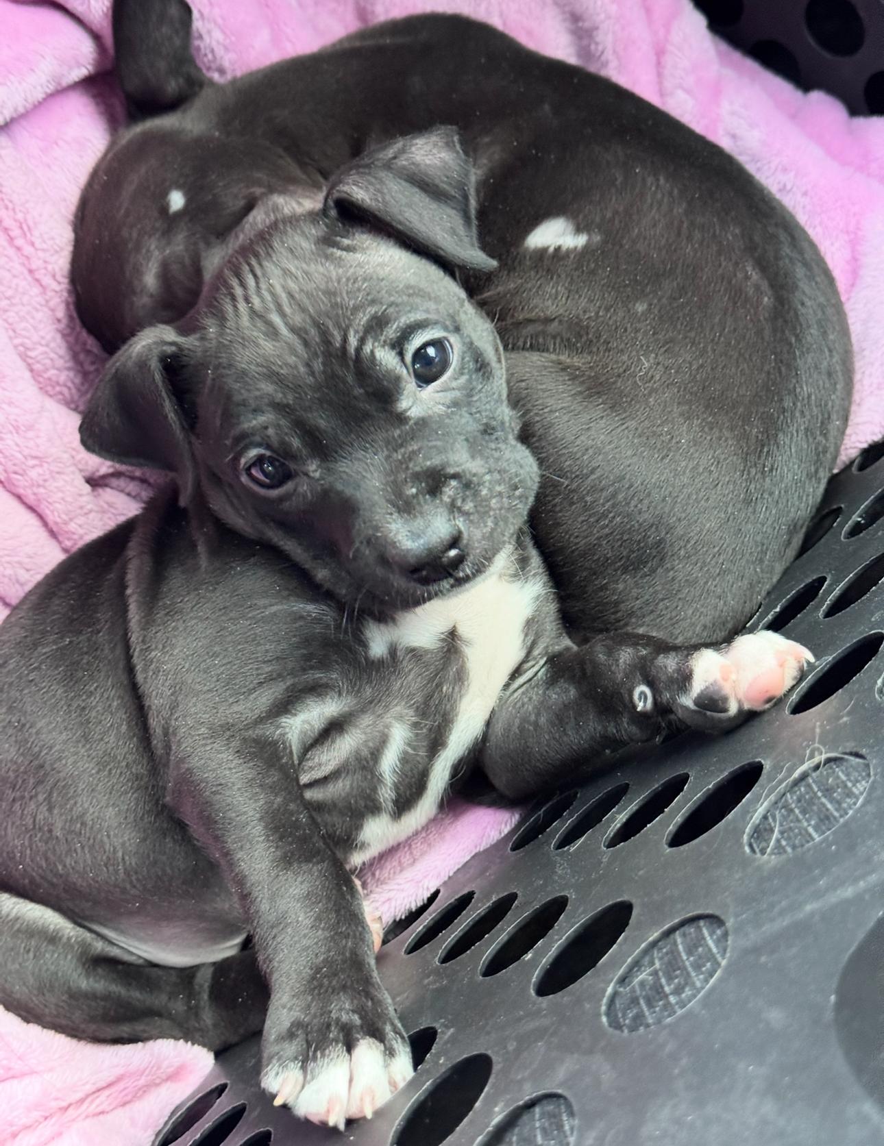 Enlarge Bubbles, a Adoptable mixed breed in Troy, MI image 6/6