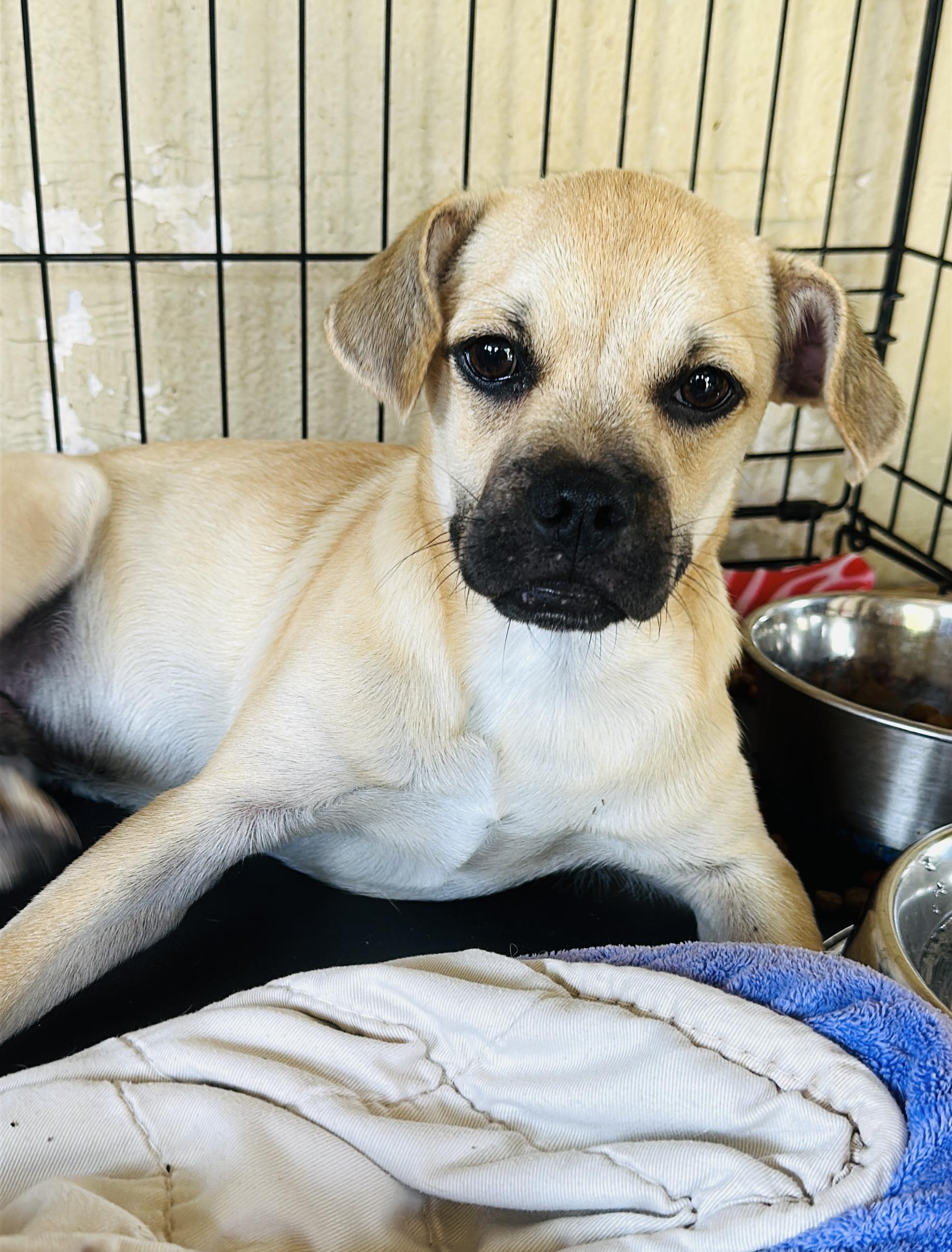 Enlarge Peanut Butter, a Adopted mixed breed in Gonzales, TX image 1/4