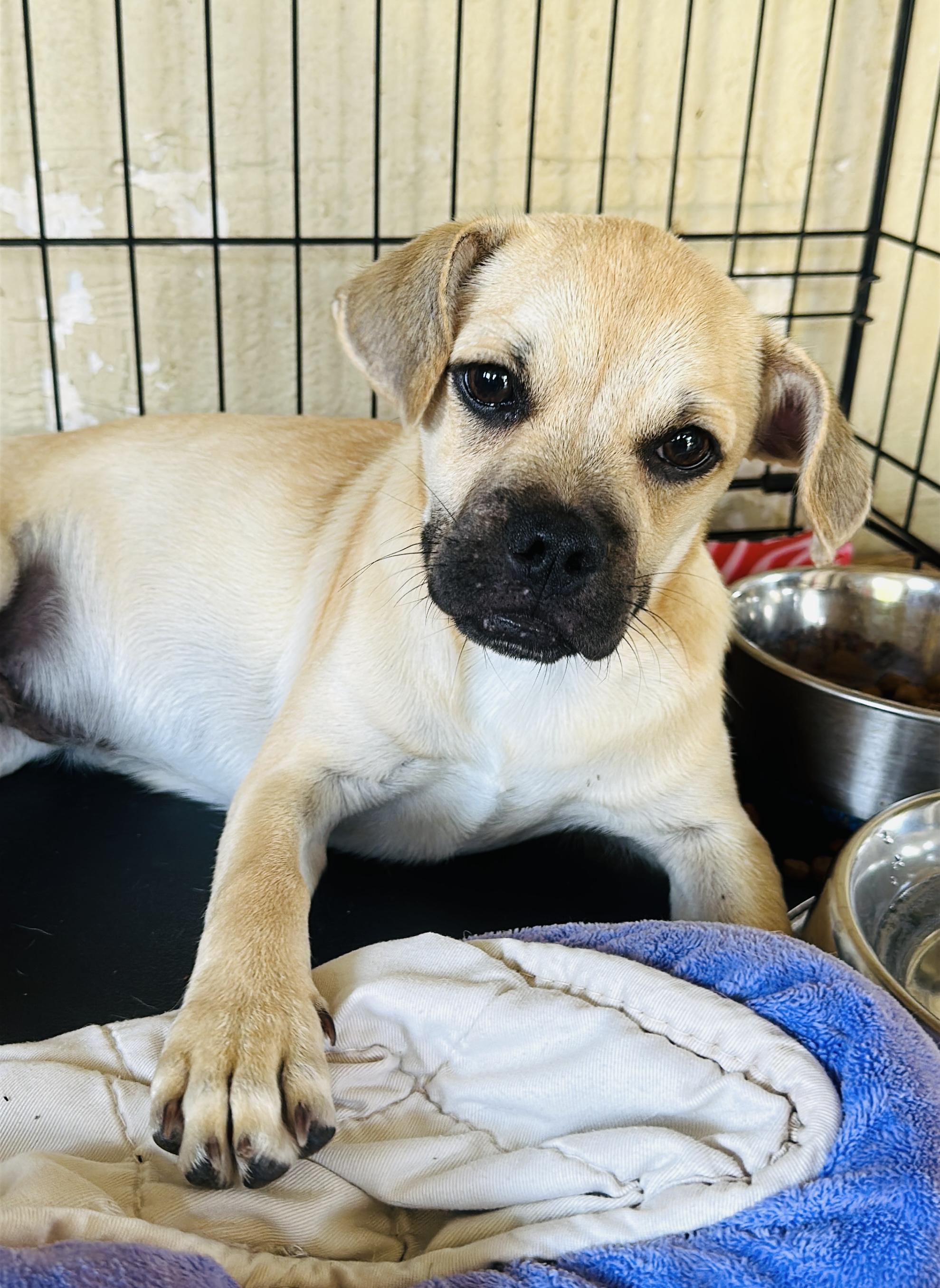 Enlarge Peanut Butter, a Adopted mixed breed in Gonzales, TX image 2/4