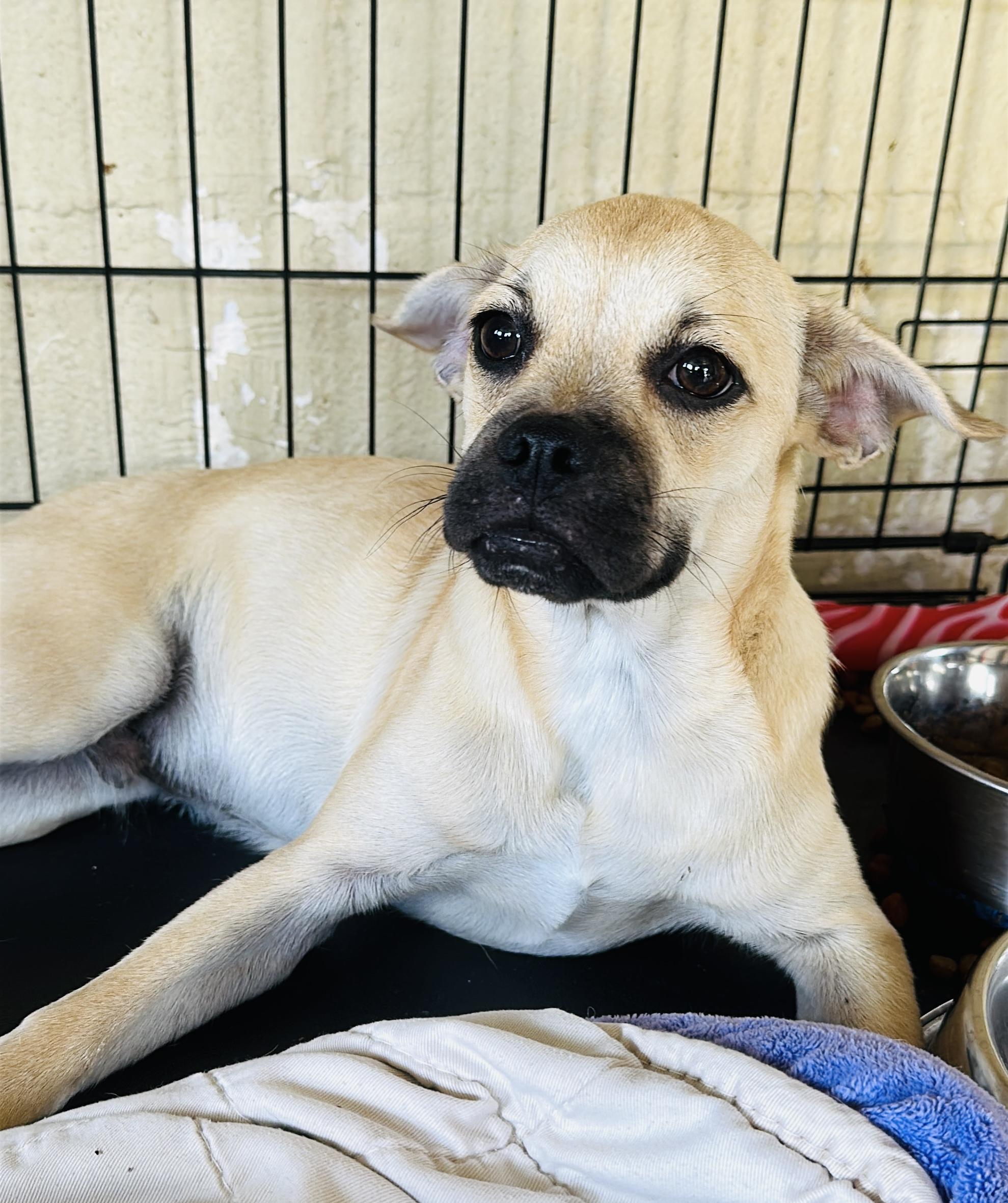 Enlarge Peanut Butter, a Adopted mixed breed in Gonzales, TX image 3/4
