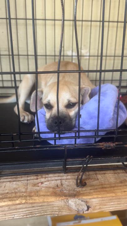 Enlarge Peanut Butter, a Adopted mixed breed in Gonzales, TX video 4/4