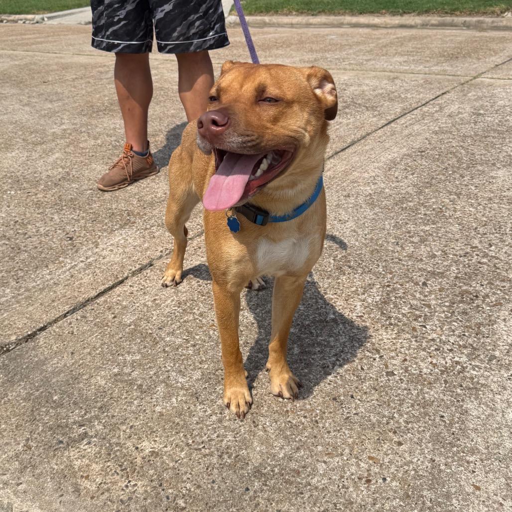 Peanut, a Adoptable mixed breed in rocky hill, CT image 2/2