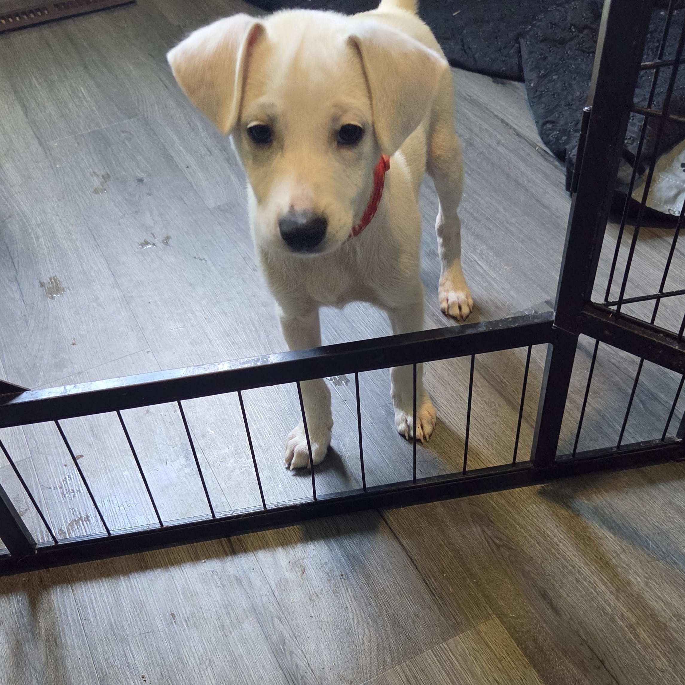 Enlarge Mickey, a Adoptable Terrier in Montgomery, IL image 4/6