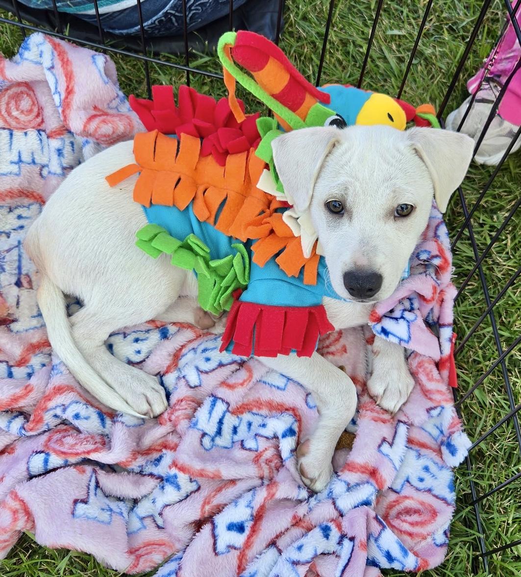Enlarge Mickey, a Adoptable Terrier in Montgomery, IL image 3/6